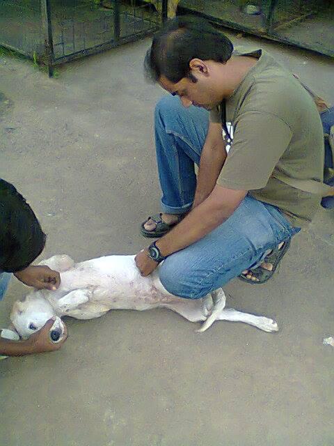 Caring Hands For Animals (CHFA) - Saving Animals in Hyderabad - Start-Up  Hyderabad