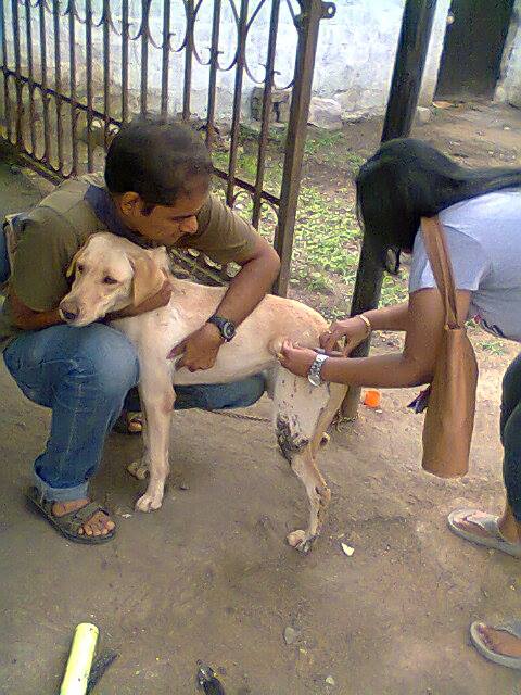 Caring Hands For Animals (CHFA) - Saving Animals in Hyderabad - Start-Up  Hyderabad